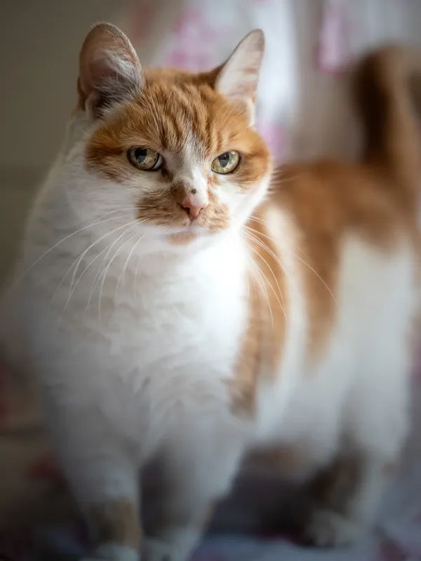 Znaleziono kota, Sosnowiec, 6 czerwca 2025 (1/5)