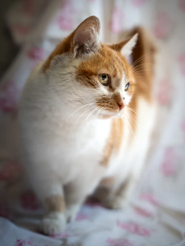 Znaleziono kota, Sosnowiec, 6 czerwca 2025 (2/5)