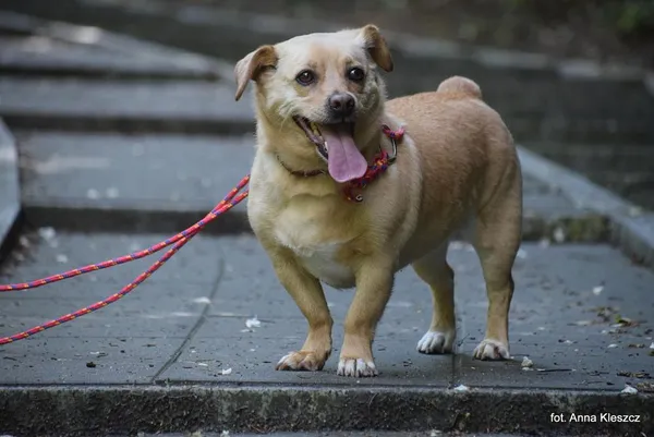 Znaleziono psa, Toruń, 23 maja 2025