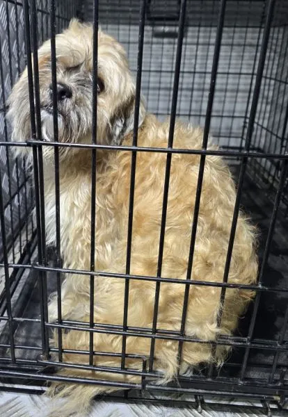 Znaleziono psa, Radom, 6 czerwca 2025