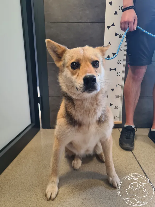 Znaleziono psa, Chełmek, 6 czerwca 2025