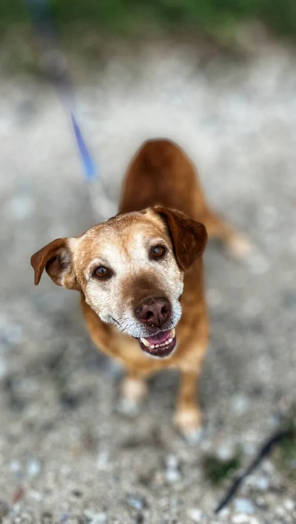 Oddam psa, Bydgoszcz, Bydgoszcz Wschód, 8 czerwca 2025 (2/4)