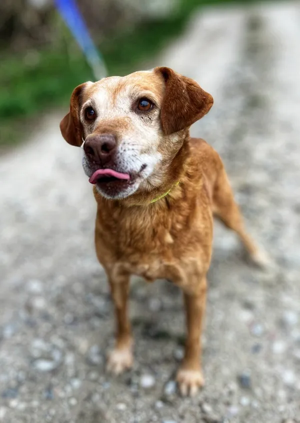 Oddam psa, Bydgoszcz, Bydgoszcz Wschód, 8 czerwca 2025 (4/4)