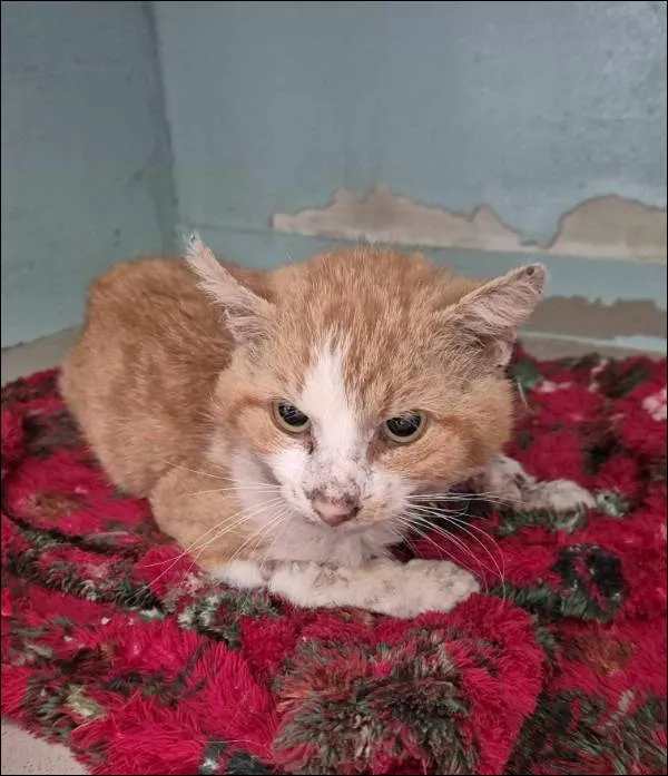 Znaleziono kota, Grudziądz, 7 czerwca 2025