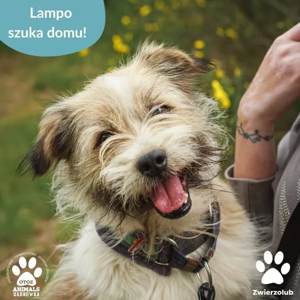 Pies do adopcji, Dąbrówka, 8 czerwca 2025 (1/5)