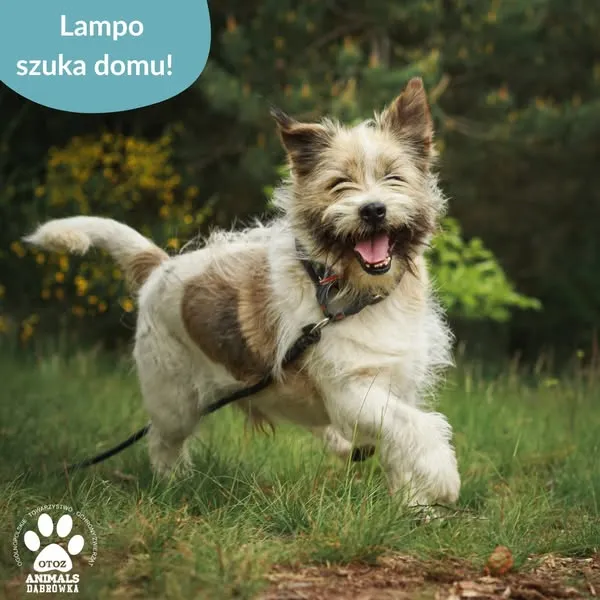 Pies do adopcji, Dąbrówka, 8 czerwca 2025 (2/5)