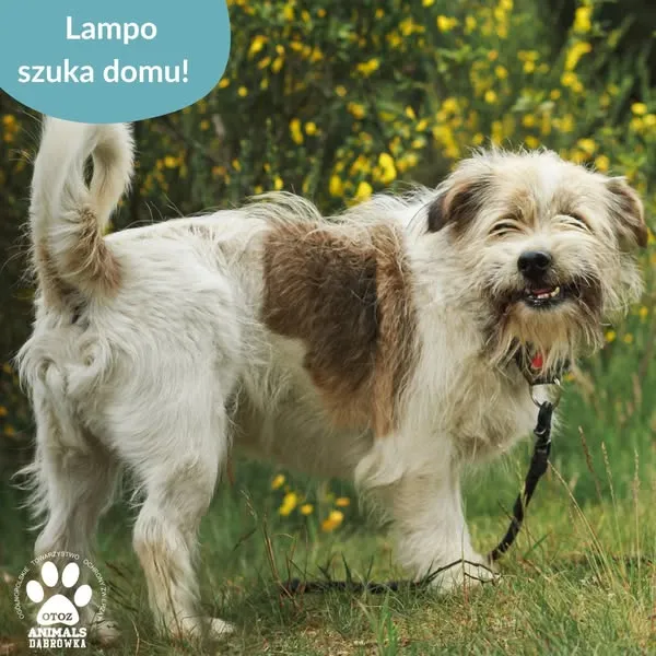 Pies do adopcji, Dąbrówka, 8 czerwca 2025 (3/5)