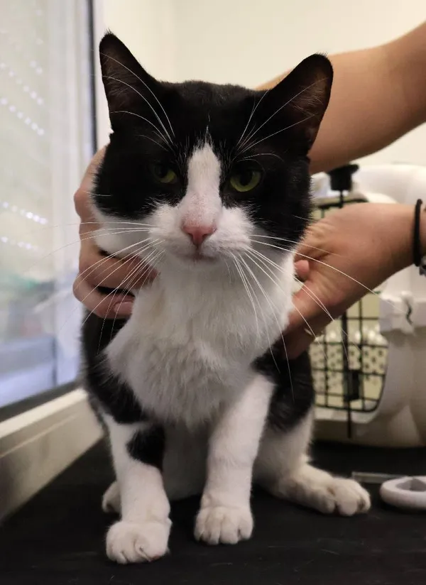 Znaleziono kota, Łódź, 8 czerwca 2025 (3/3)