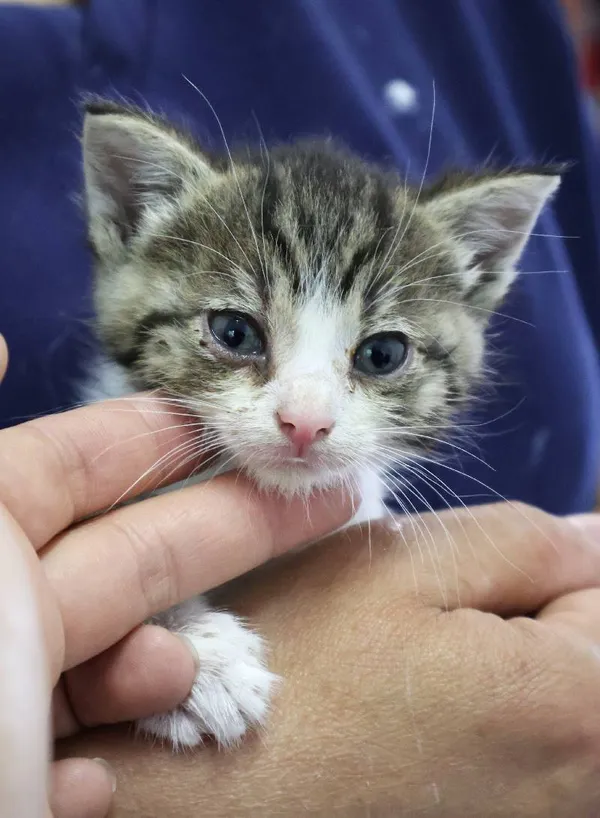 Znaleziono kota, Łódź, 8 czerwca 2025 (1/5)