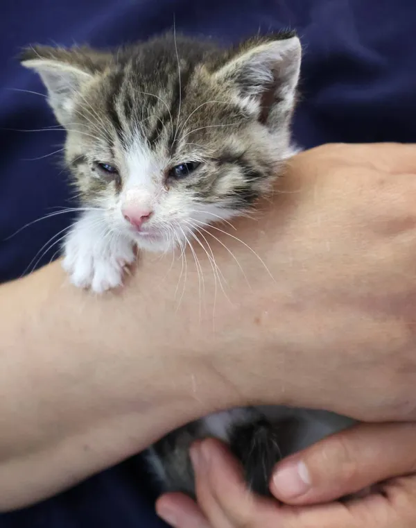 Znaleziono kota, Łódź, 8 czerwca 2025 (2/5)