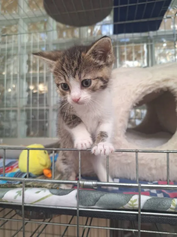 Znaleziono kota, Łódź, 8 czerwca 2025 (4/5)