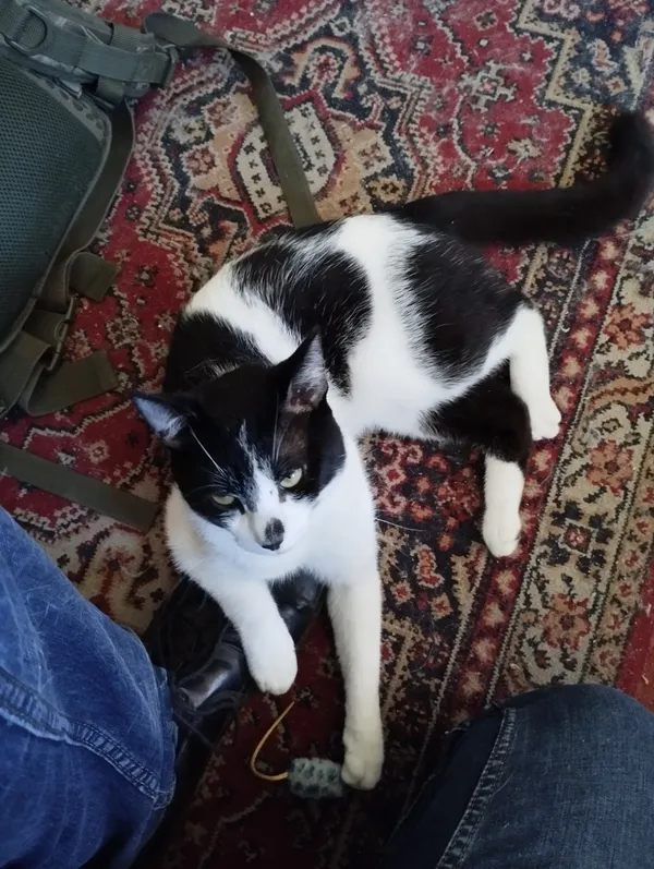 Zaginął kot, Łódź, 9 czerwca 2025