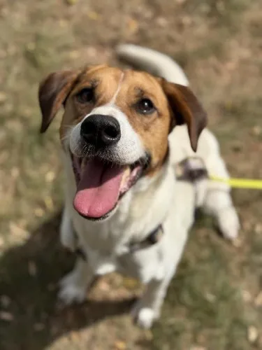 Pies do adopcji, Kraków, 25 maja 2025 (1/5)