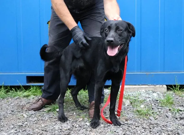 Znaleziono psa, Łódź, 8 czerwca 2025 (1/3)