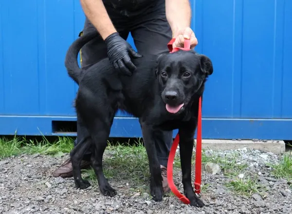 Znaleziono psa, Łódź, 8 czerwca 2025 (2/3)