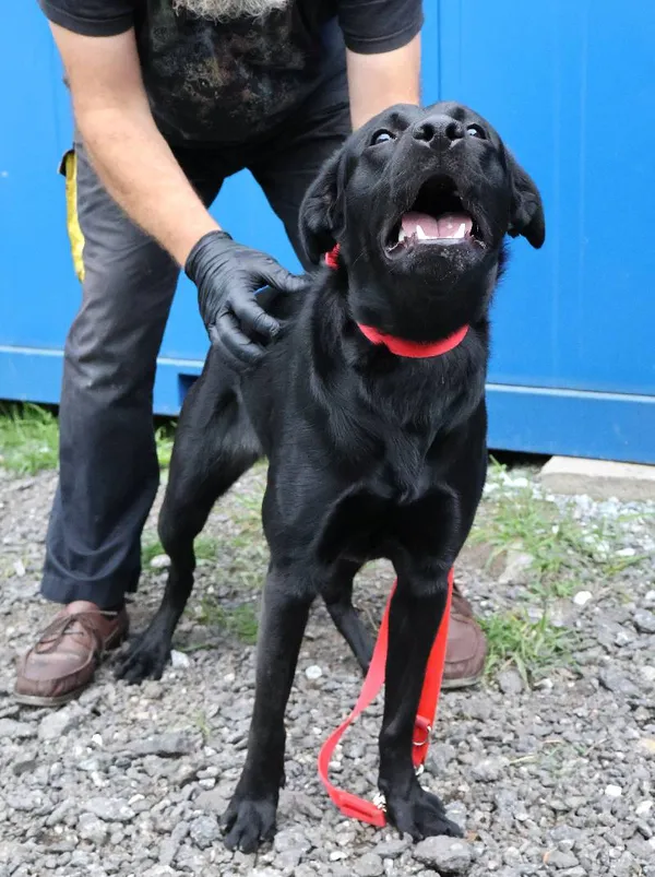 Znaleziono psa, Łódź, 8 czerwca 2025 (3/3)