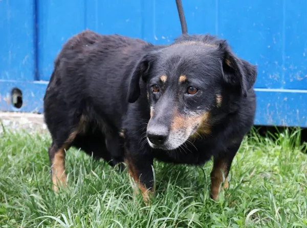 Znaleziono psa, Łódź, 8 czerwca 2025 (2/5)