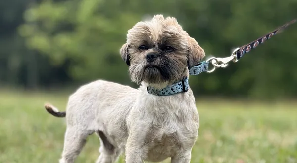 Pies do adopcji, Pieczyska, 9 czerwca 2025 (1/5)