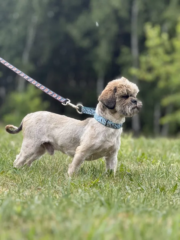 Pies do adopcji, Pieczyska, 9 czerwca 2025 (2/5)