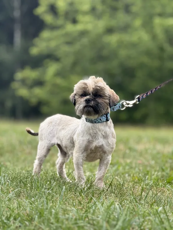 Pies do adopcji, Pieczyska, 9 czerwca 2025 (3/5)