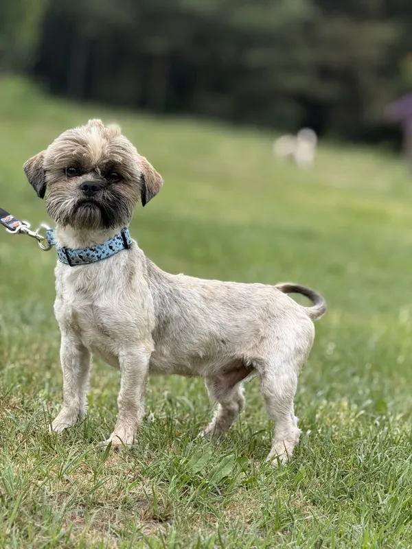 Pies do adopcji, Pieczyska, 9 czerwca 2025 (4/5)