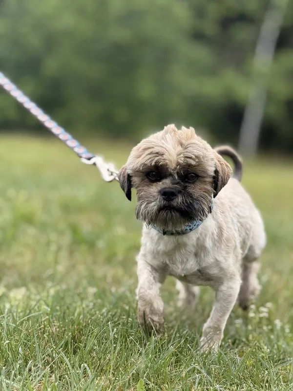 Pies do adopcji, Pieczyska, 9 czerwca 2025 (5/5)