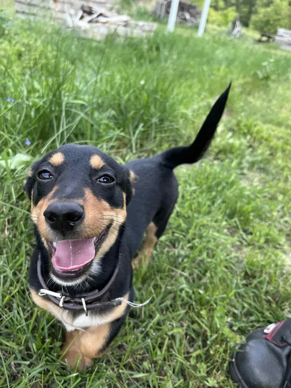 Pies do adopcji, Włocławek, 30 maja 2025 (3/4)