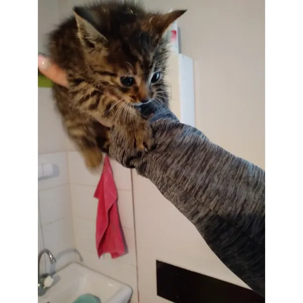 Znaleziono kota, Białystok, 8 czerwca 2025