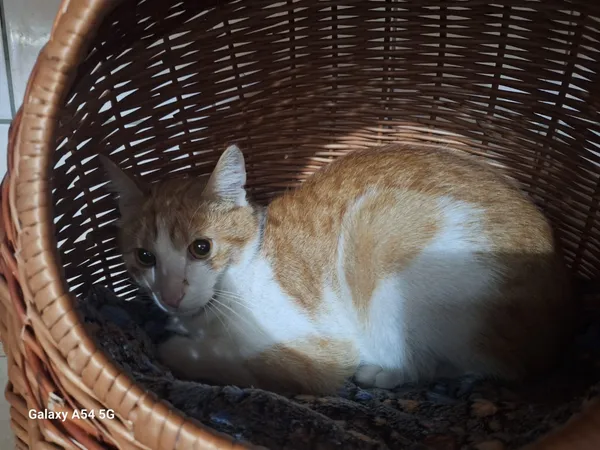 Kot do adopcji, Orzechowce, 7 czerwca 2025 (1/2)