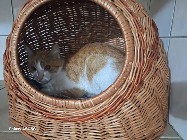 Kot do adopcji, Orzechowce, 7 czerwca 2025 (2/2)