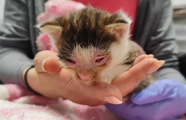 Znaleziono kota, Toruń, 8 czerwca 2025