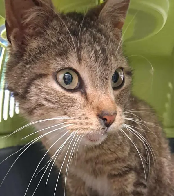 Znaleziono kota, Toruń, 7 czerwca 2025