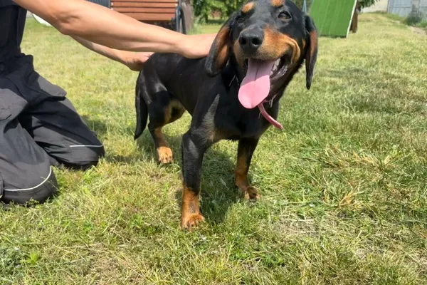 Pies do adopcji, Henrykowo, 28 maja 2025 (1/3)