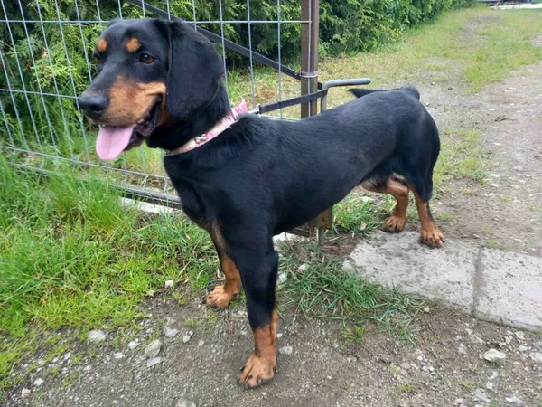 Pies do adopcji, Henrykowo, 28 maja 2025 (2/3)