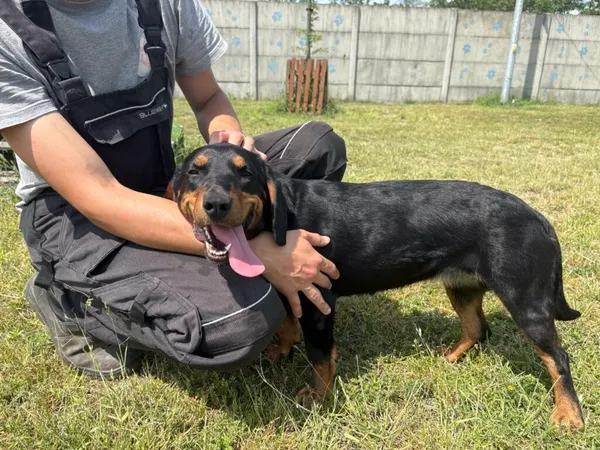 Pies do adopcji, Henrykowo, 28 maja 2025 (3/3)