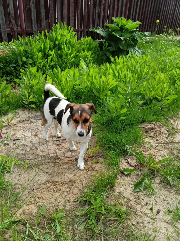 Znaleziono psa, Łódź, 9 czerwca 2025