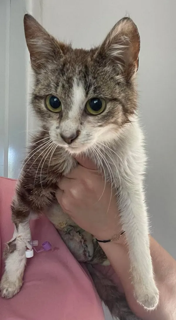 Znaleziono kota, Lublin, 5 czerwca 2025