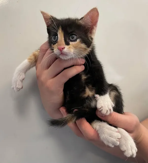 Znaleziono kota, Lublin, 7 czerwca 2025