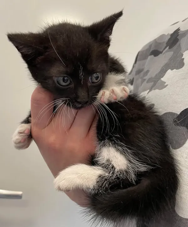 Znaleziono kota, Lublin, 8 czerwca 2025