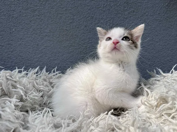 Kot do adopcji, Włocławek, 8 czerwca 2025 (1/5)