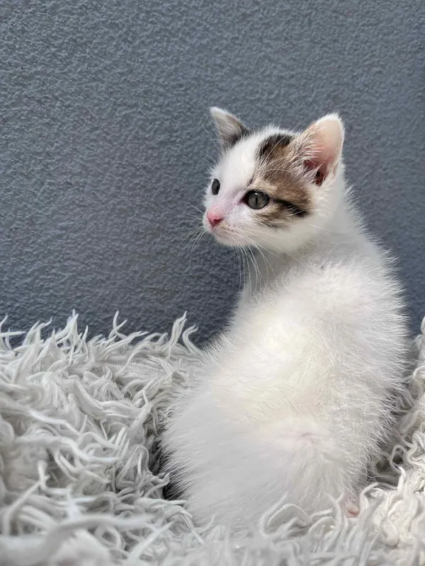 Kot do adopcji, Włocławek, 8 czerwca 2025 (2/5)