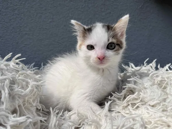 Kot do adopcji, Włocławek, 8 czerwca 2025 (3/5)