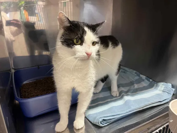 Kot do adopcji, Włocławek, 7 czerwca 2025 (3/3)