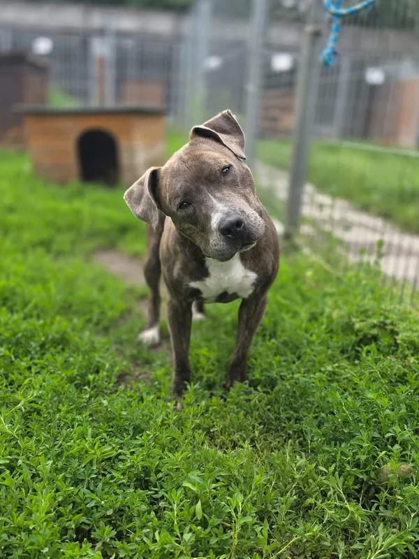 Pies do adopcji, Radom, 9 czerwca 2025 (1/3)