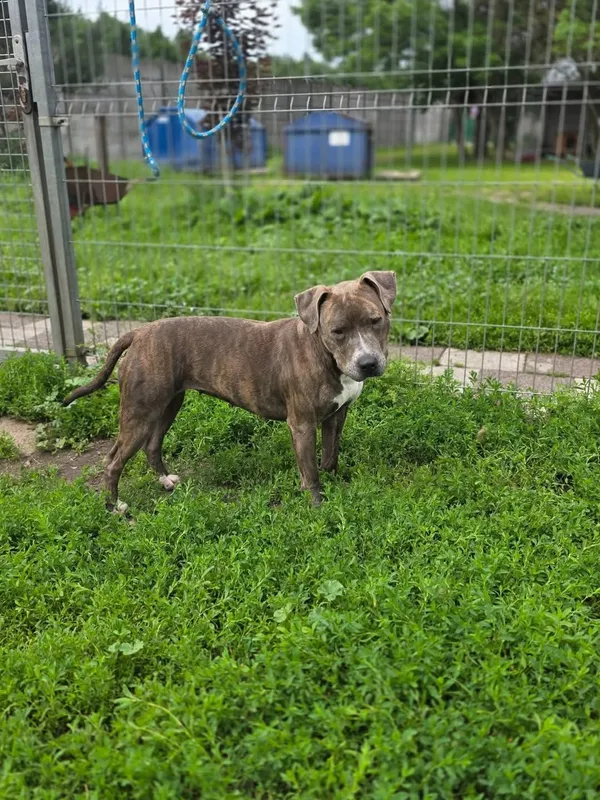 Pies do adopcji, Radom, 9 czerwca 2025 (2/3)