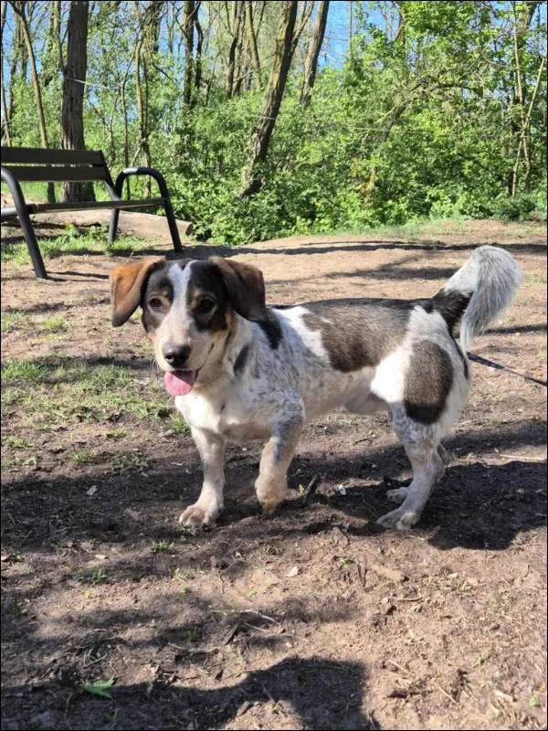 Znaleziono psa, Grudziądz, 7 kwietnia 2025