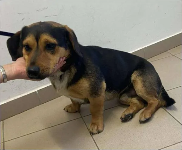 Znaleziono psa, Grudziądz, 9 czerwca 2025