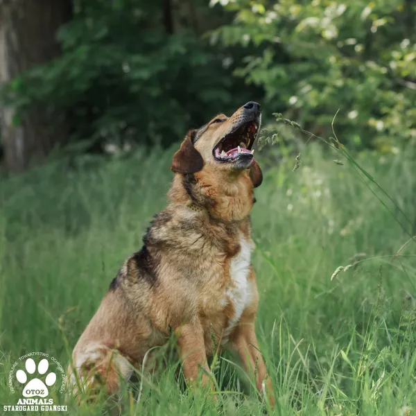 Pies do adopcji, Starogard Gdański, 9 czerwca 2025 (2/3)