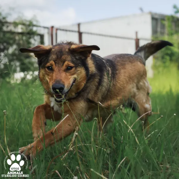 Pies do adopcji, Starogard Gdański, 9 czerwca 2025 (3/3)