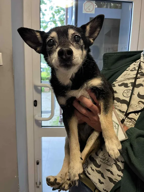 Pies do adopcji, Włocławek, 9 czerwca 2025 (2/2)